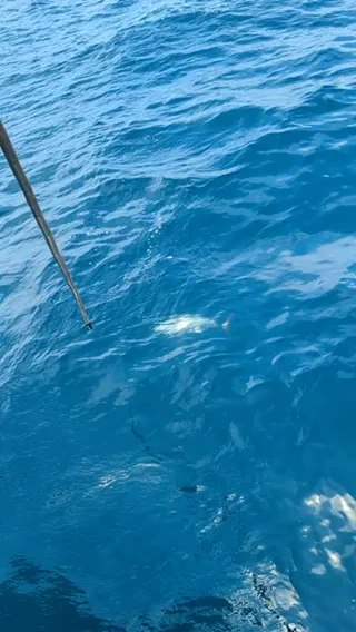 Rocky’s bluefin