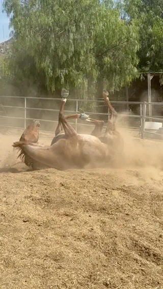 Time for a dirt bath