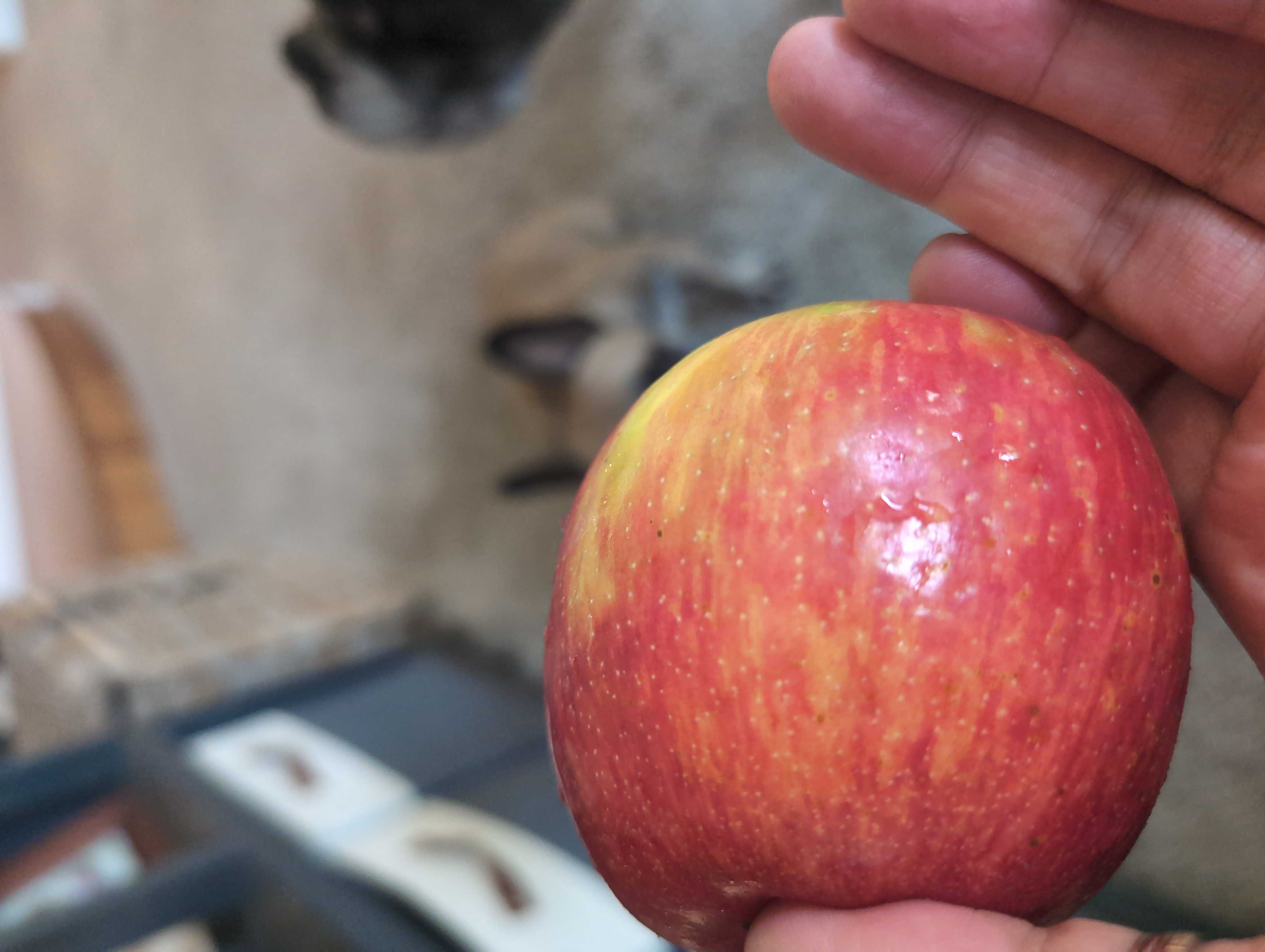 Healthy Fiber-Rich Apple Snack Recipe