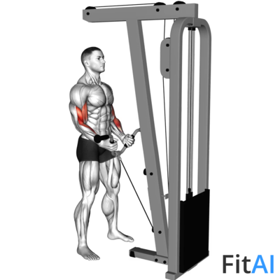 Cable Curl (Multipurpose V-bar)