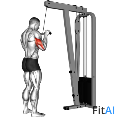 Cable Triceps Pushdown (SZ-bar)