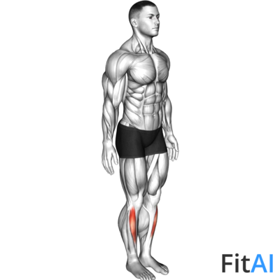Ankle - Dorsal Flexion