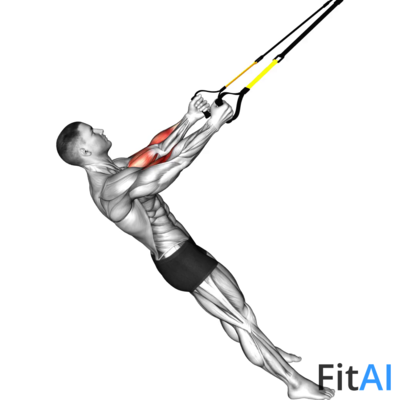 Suspender Biceps Curl