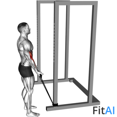 Band Standard Biceps Curl