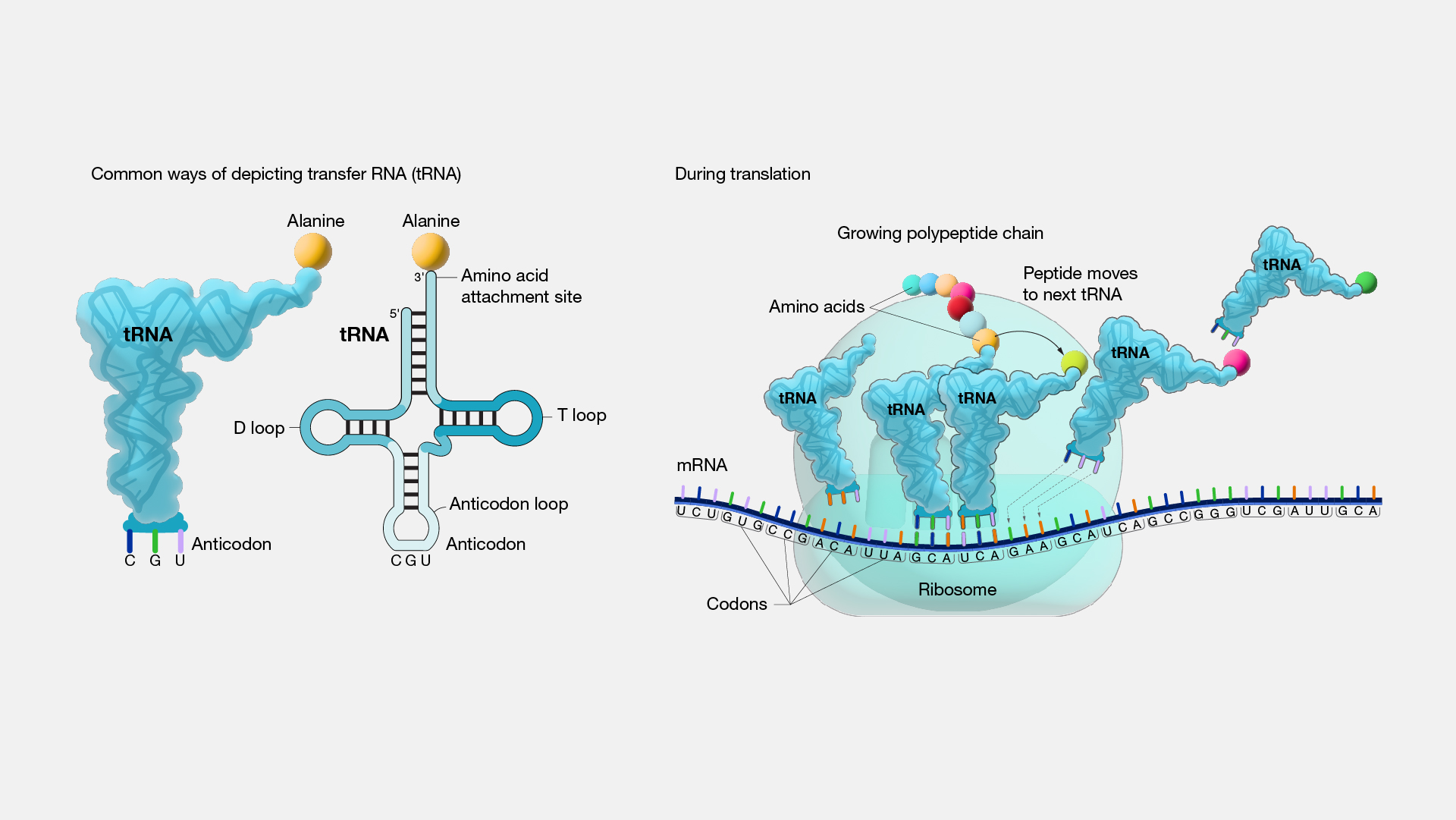 ap biology frq transcription and translation https://firebasestorage.googleapis.com/v0/b/fiveable-92889.appspot.com/o/images%2F-FVfHRnFV7Mjr.jpg?alt=media&token=1ba41cc1-3030-4792-9c6d-7019a6064cec