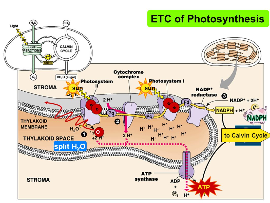 summary of photosynthesis in 3 steps