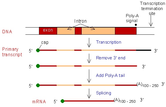 ap biology frq transcription and translation https://firebasestorage.googleapis.com/v0/b/fiveable-92889.appspot.com/o/images%2F-Tfm1YXilTces.jpg?alt=media&token=c55a166c-df3b-4998-9264-b8927f3d3154