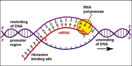 ap biology frq transcription and translation https://firebasestorage.googleapis.com/v0/b/fiveable-92889.appspot.com/o/images%2F-WU1kHAACJL7I.jpg?alt=media&token=b0fab54d-8059-419f-8105-40b5e5315b0e