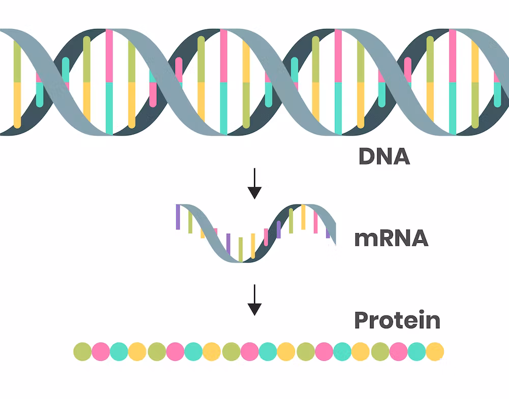 ap biology frq transcription and translation https://firebasestorage.googleapis.com/v0/b/fiveable-92889.appspot.com/o/images%2F-nfOC2l5k3D6W.avif?alt=media&token=7ec3f49b-adea-4e75-b798-b8ed10afbf0b