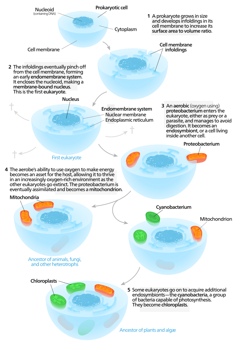 ap biology frq unit 2 https://firebasestorage.googleapis.com/v0/b/fiveable-92889.appspot.com/o/images%2F-v0Nizfozxh65.png?alt=media&token=ff5e5a43-88ea-449d-a9fc-5d515411c038