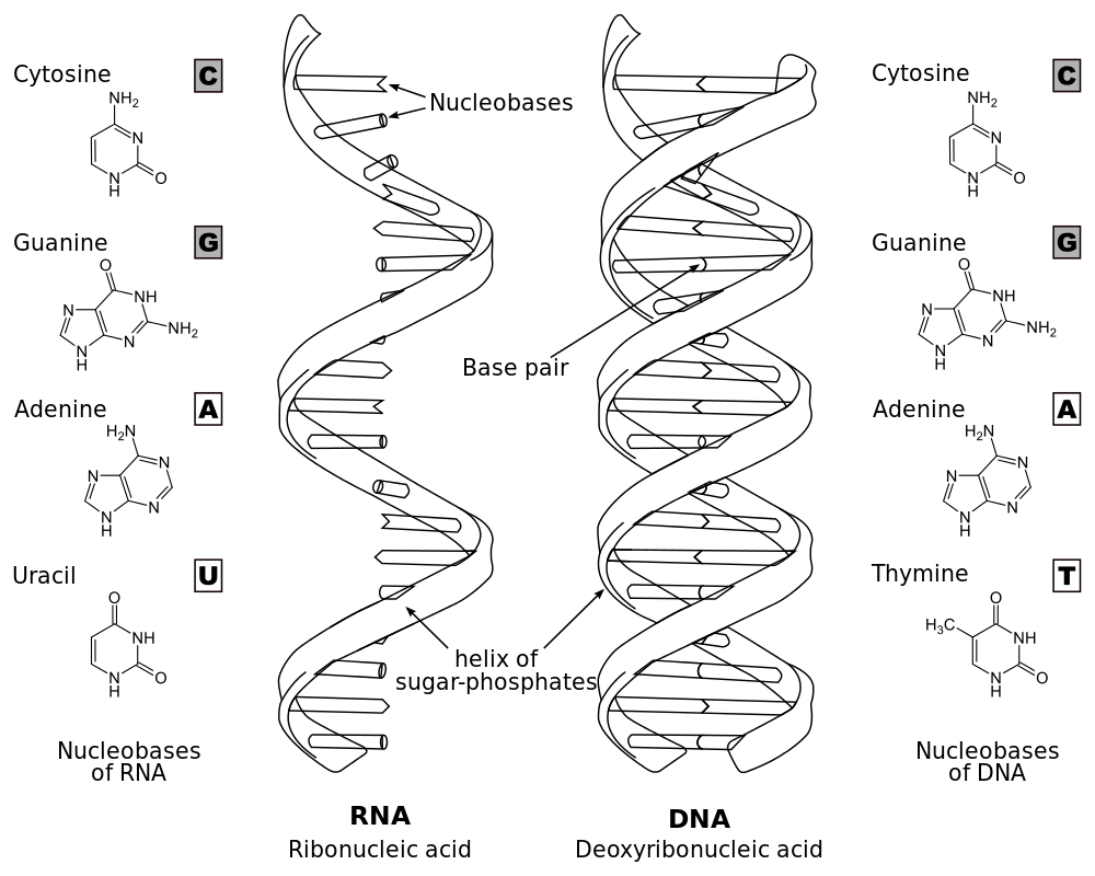 https://firebasestorage.googleapis.com/v0/b/fiveable-92889.appspot.com/o/images%2F1000px-Difference_DNA_RNA-EN_BW.png?alt=media&token=b9c00616-6e21-420a-9543-4c46b2548c38