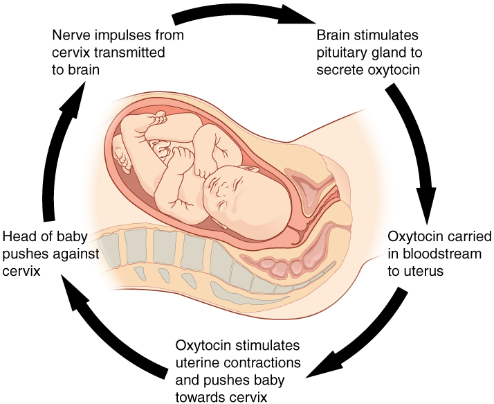 https://firebasestorage.googleapis.com/v0/b/fiveable-92889.appspot.com/o/images%2F106_Pregnancy-Positive_Feedback.jpg?alt=media&token=eb96eec7-5c62-451e-a4cd-fdf0da3514ac