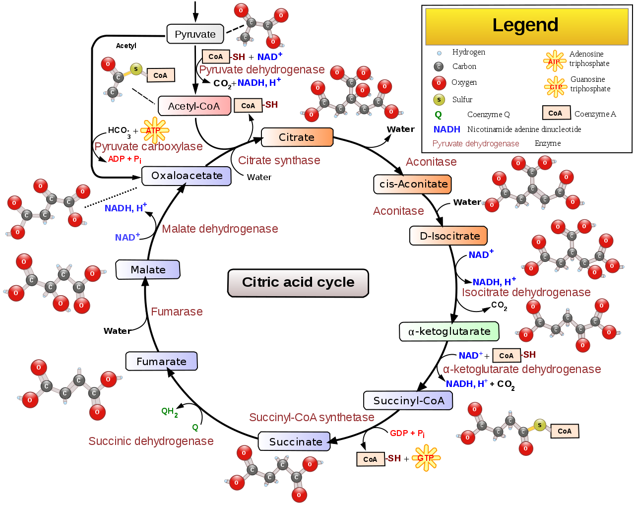 https://firebasestorage.googleapis.com/v0/b/fiveable-92889.appspot.com/o/images%2F1280px-Citric_acid_cycle_with_aconitate_2.png?alt=media&token=44986a47-3278-4e0a-a8f6-ac2b34a3d74d