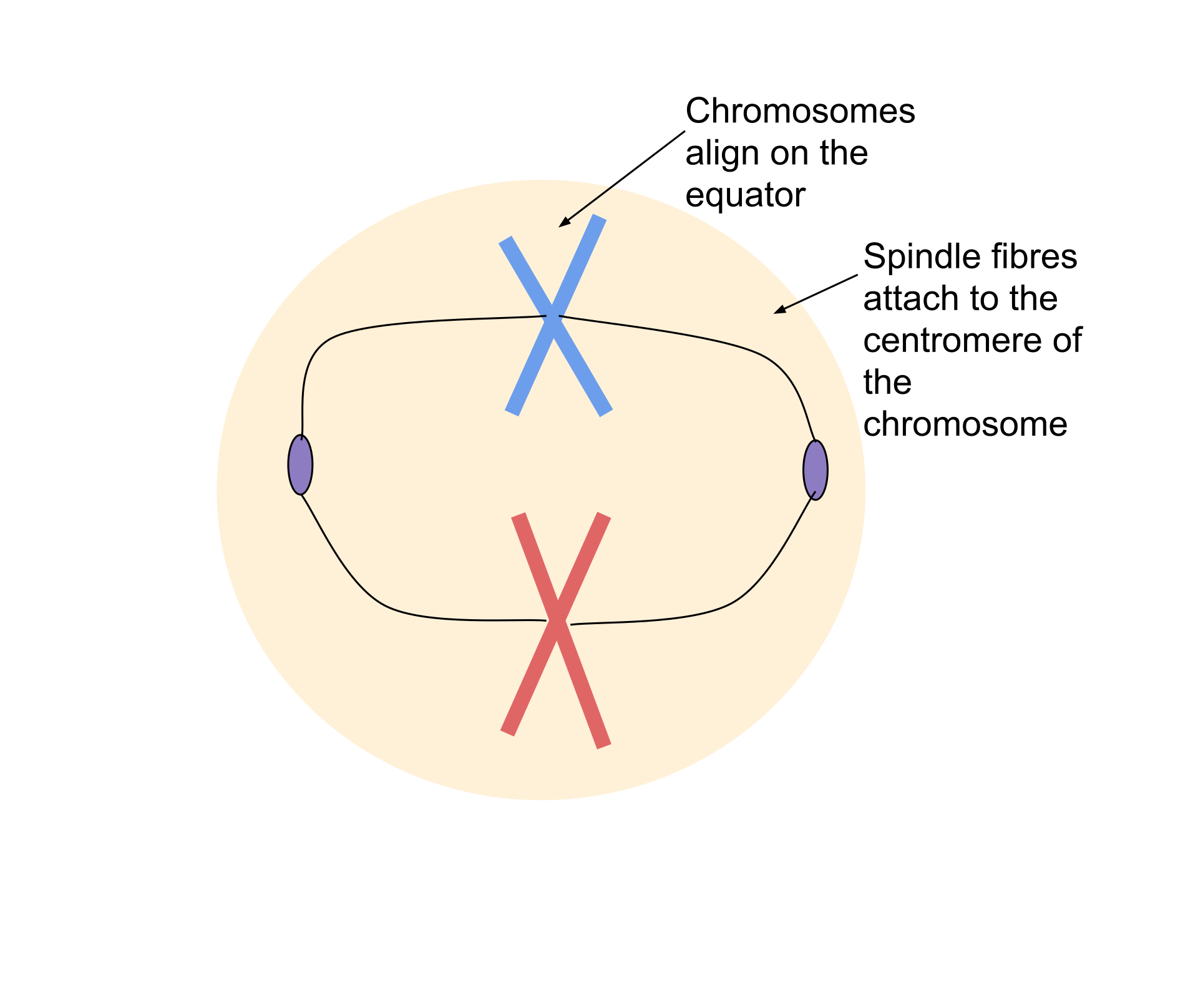 https://firebasestorage.googleapis.com/v0/b/fiveable-92889.appspot.com/o/images%2F1920px-Metaphase_during_Mitosis-EFezJ3M2fDfD.png?alt=media&token=2780ea25-4a6d-4811-b33a-e05775c2a843