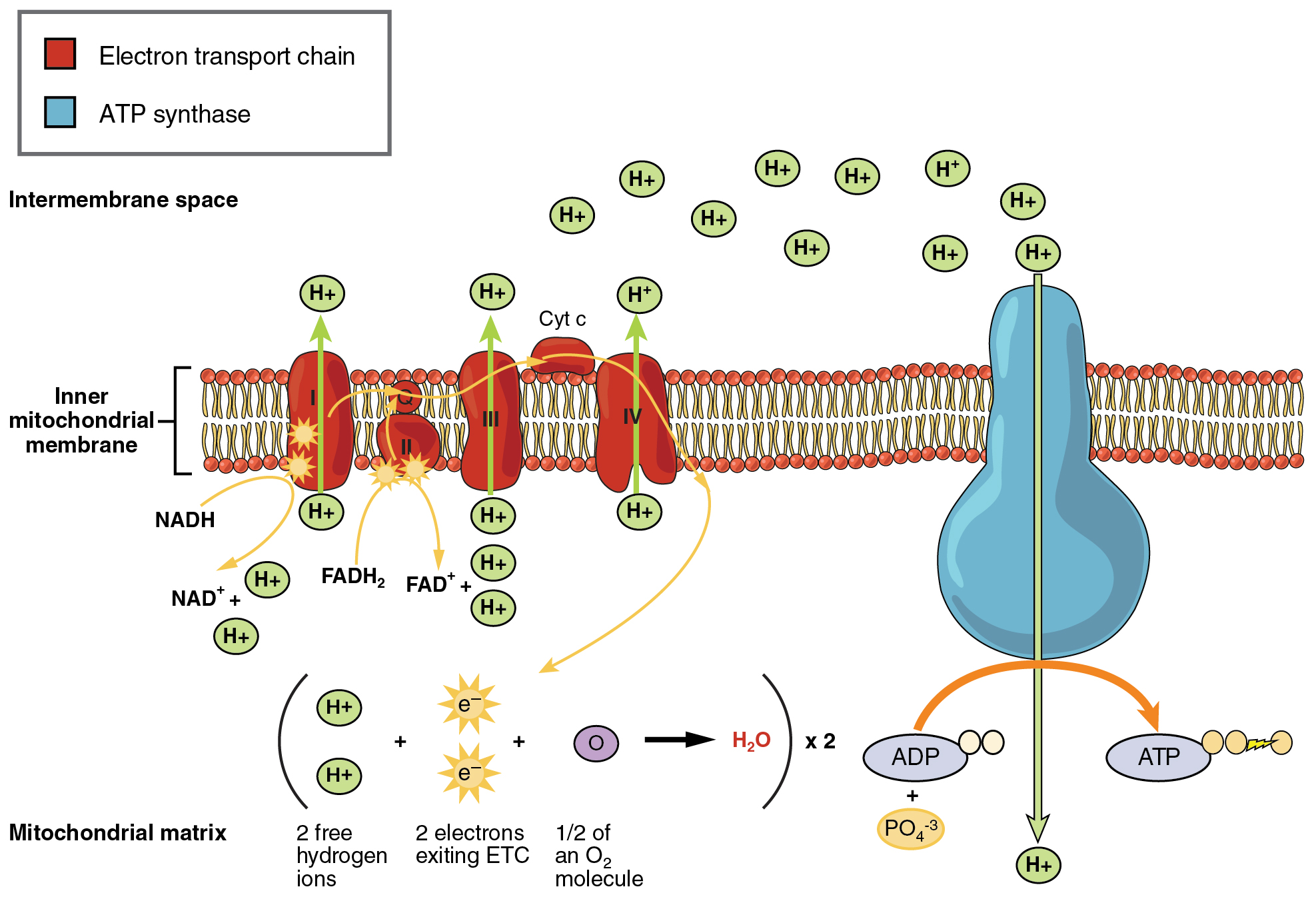 ap biology fermentation frq https://firebasestorage.googleapis.com/v0/b/fiveable-92889.appspot.com/o/images%2F2508_The_Electron_Transport_Chain.jpg?alt=media&token=7bcde53b-e7aa-4802-b7af-900923eacb1a