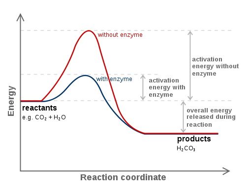 https://firebasestorage.googleapis.com/v0/b/fiveable-92889.appspot.com/o/images%2F504px-Carbonic_anhydrase_reaction_in_tissue.png?alt=media&token=c81503c8-69cf-45c0-93f2-b048d29ea856