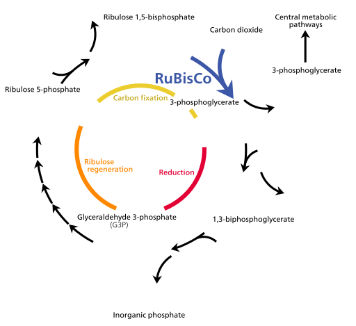 summary of photosynthesis in 3 steps