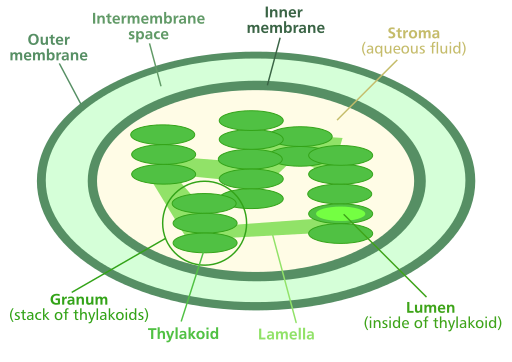 summary of photosynthesis in 3 steps