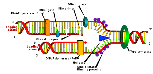 https://firebasestorage.googleapis.com/v0/b/fiveable-92889.appspot.com/o/images%2F512px-DNA_replication_en.png?alt=media&token=84c8dade-6736-4fbf-bd53-9d573dd2c0c3