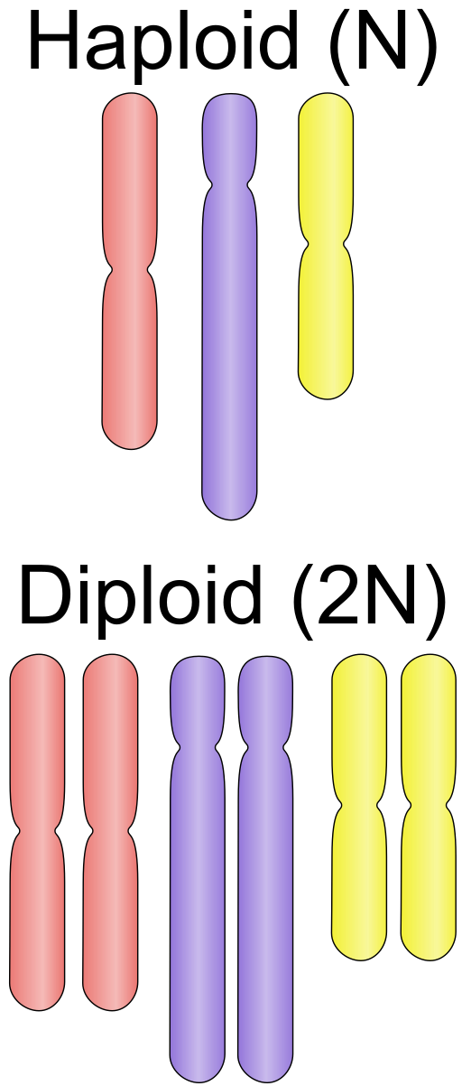 https://firebasestorage.googleapis.com/v0/b/fiveable-92889.appspot.com/o/images%2F512px-Haploid_vs_diploid.png?alt=media&token=84910bc9-31f7-434b-ad6f-62a44b0c71b3