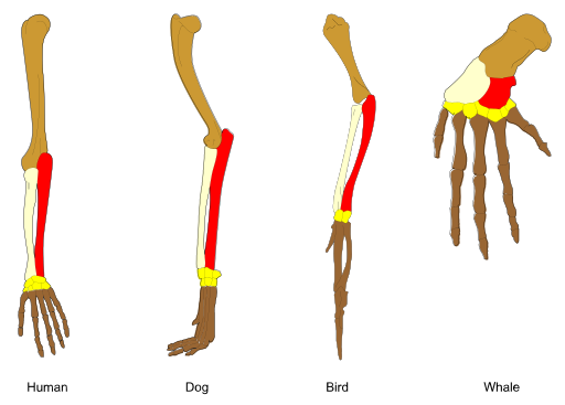 https://firebasestorage.googleapis.com/v0/b/fiveable-92889.appspot.com/o/images%2F512px-Homology_vertebrates-en.png?alt=media&token=74334fb2-361c-4fe6-a9aa-de7605a9f602