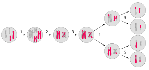 https://firebasestorage.googleapis.com/v0/b/fiveable-92889.appspot.com/o/images%2F512px-Meiosis_main_steps.png?alt=media&token=5ebf5d14-2a50-4858-af57-fc443d9c683d