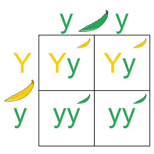 https://firebasestorage.googleapis.com/v0/b/fiveable-92889.appspot.com/o/images%2F512px-Punnett_Square.png?alt=media&token=7d5acb21-48b5-4a15-9de1-bcb84c403b35