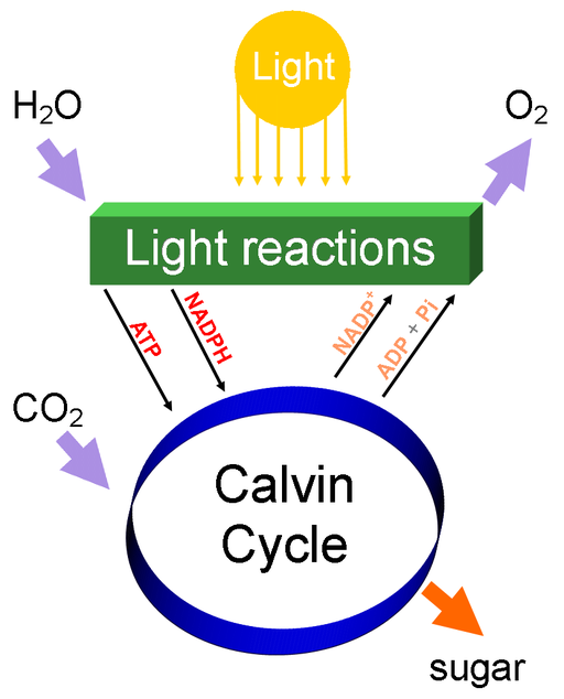 summary of photosynthesis in 3 steps
