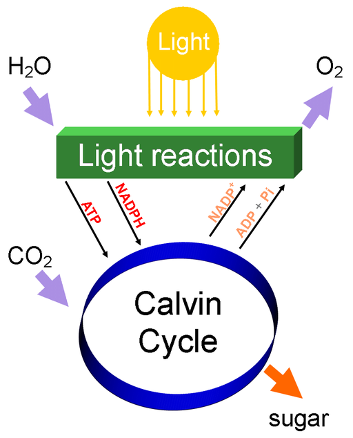 https://firebasestorage.googleapis.com/v0/b/fiveable-92889.appspot.com/o/images%2F512px-Simple_photosynthesis_overview.png?alt=media&token=c5da0d4c-106c-4ef3-ba44-f84b6d6c43da