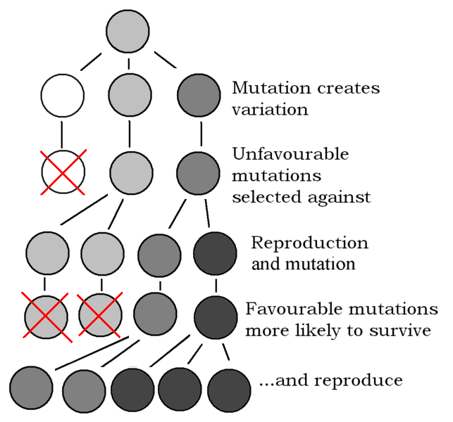 https://firebasestorage.googleapis.com/v0/b/fiveable-92889.appspot.com/o/images%2F643px-Explanation_of_Evolution_v2-mSCF0OXtqlGS.png?alt=media&token=429ba284-b7aa-450c-9f35-41649497093d