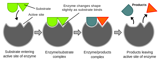 https://firebasestorage.googleapis.com/v0/b/fiveable-92889.appspot.com/o/images%2F648px-Induced_fit_diagram.png?alt=media&token=c2a83e87-c8d0-43f6-8e3f-a2b6b873de81