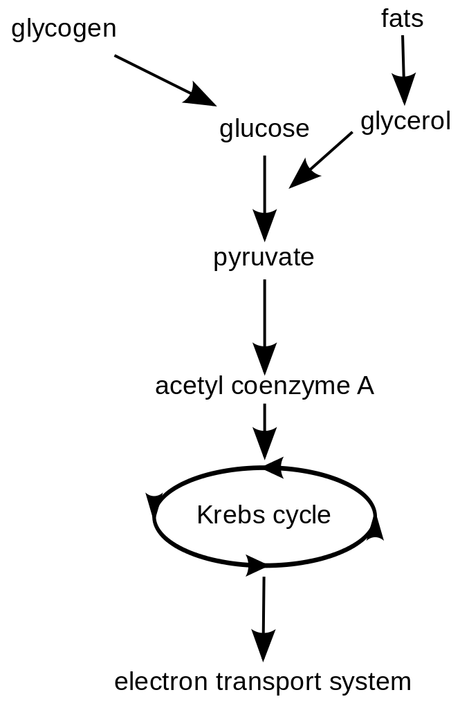 https://firebasestorage.googleapis.com/v0/b/fiveable-92889.appspot.com/o/images%2F665px-Cellular_respiration_flowchart_(en).png?alt=media&token=4ed3b6a4-7573-4ccd-8aff-22ed1925a111