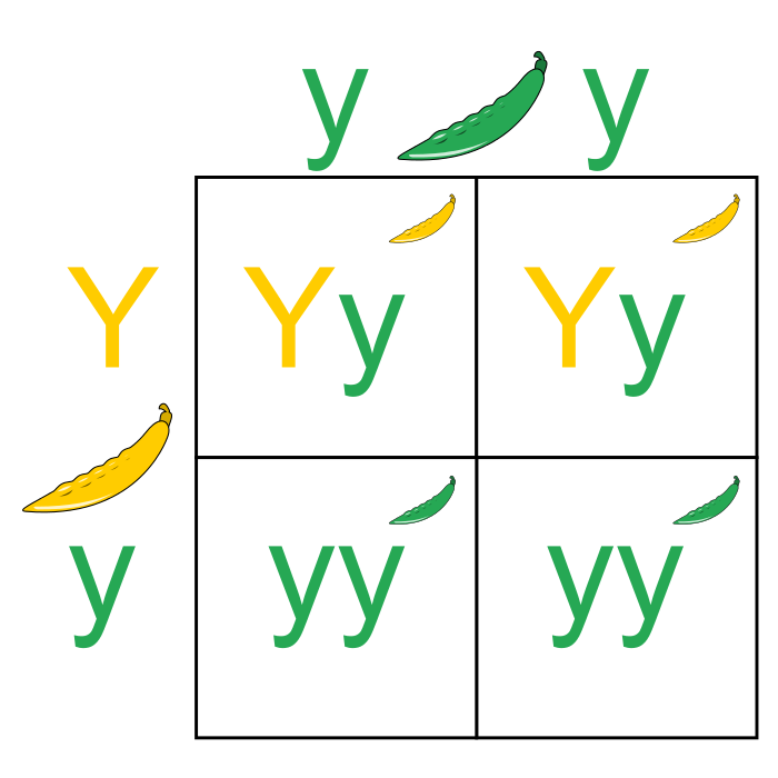 https://firebasestorage.googleapis.com/v0/b/fiveable-92889.appspot.com/o/images%2F700px-Punnett_Square.png?alt=media&token=ef27fdeb-fbfa-4e82-97ac-49aa12afd5a5