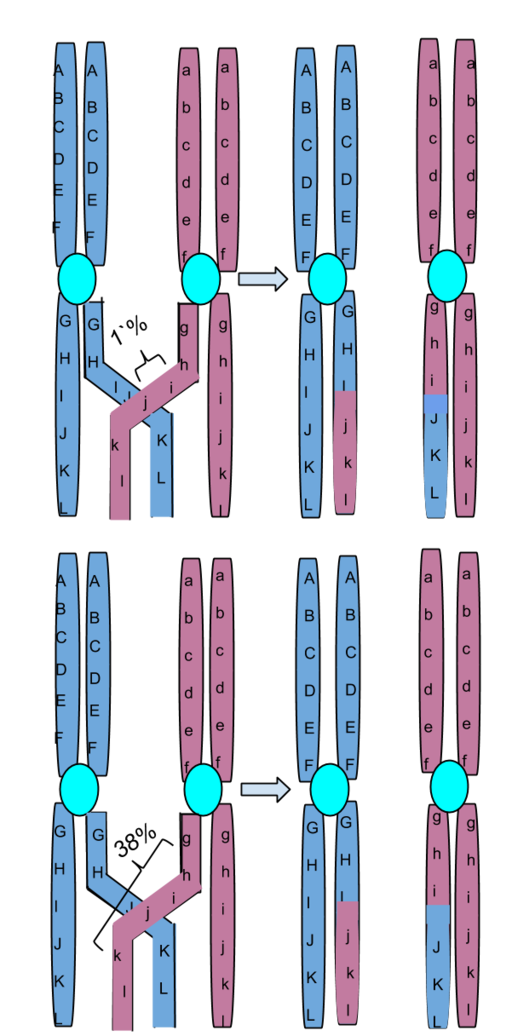 https://firebasestorage.googleapis.com/v0/b/fiveable-92889.appspot.com/o/images%2FChromosomal_Crossing_Over.png?alt=media&token=9715576e-ec32-4b6a-96a9-e3f3a4b99c28