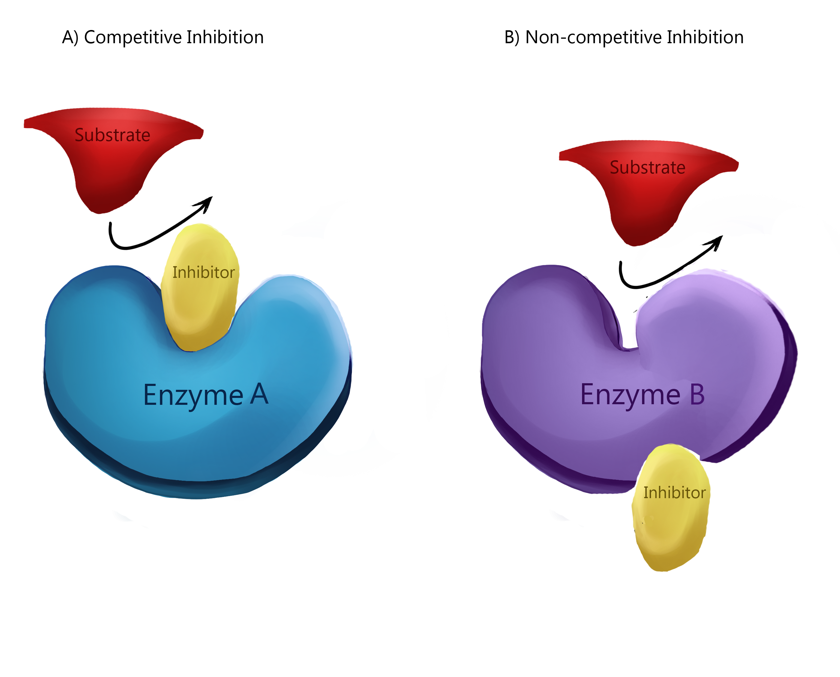 https://firebasestorage.googleapis.com/v0/b/fiveable-92889.appspot.com/o/images%2FEnzyme_inhibition.png?alt=media&token=ccc1f47c-ff0b-4b0a-9c40-2a5cd6c02f66