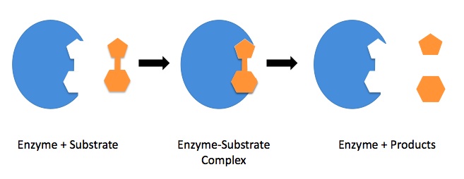 https://firebasestorage.googleapis.com/v0/b/fiveable-92889.appspot.com/o/images%2FEnzyme_mechanism_1.jpg?alt=media&token=266c6c0c-10a0-49be-9008-e4479081ca10