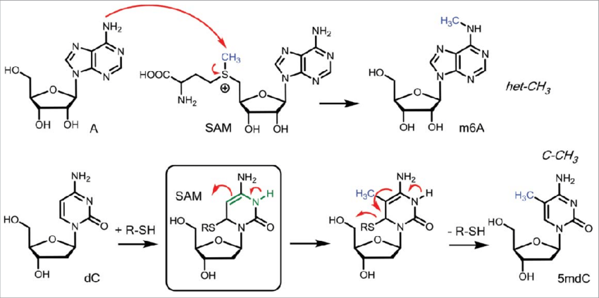 https://firebasestorage.googleapis.com/v0/b/fiveable-92889.appspot.com/o/images%2FMechanism-of-methylation-leading-to-the-formation-of-het-CH-3-and-C-CH-3-connectivities.png?alt=media&token=9726b677-06f9-4876-8b31-bf1295a5bb26