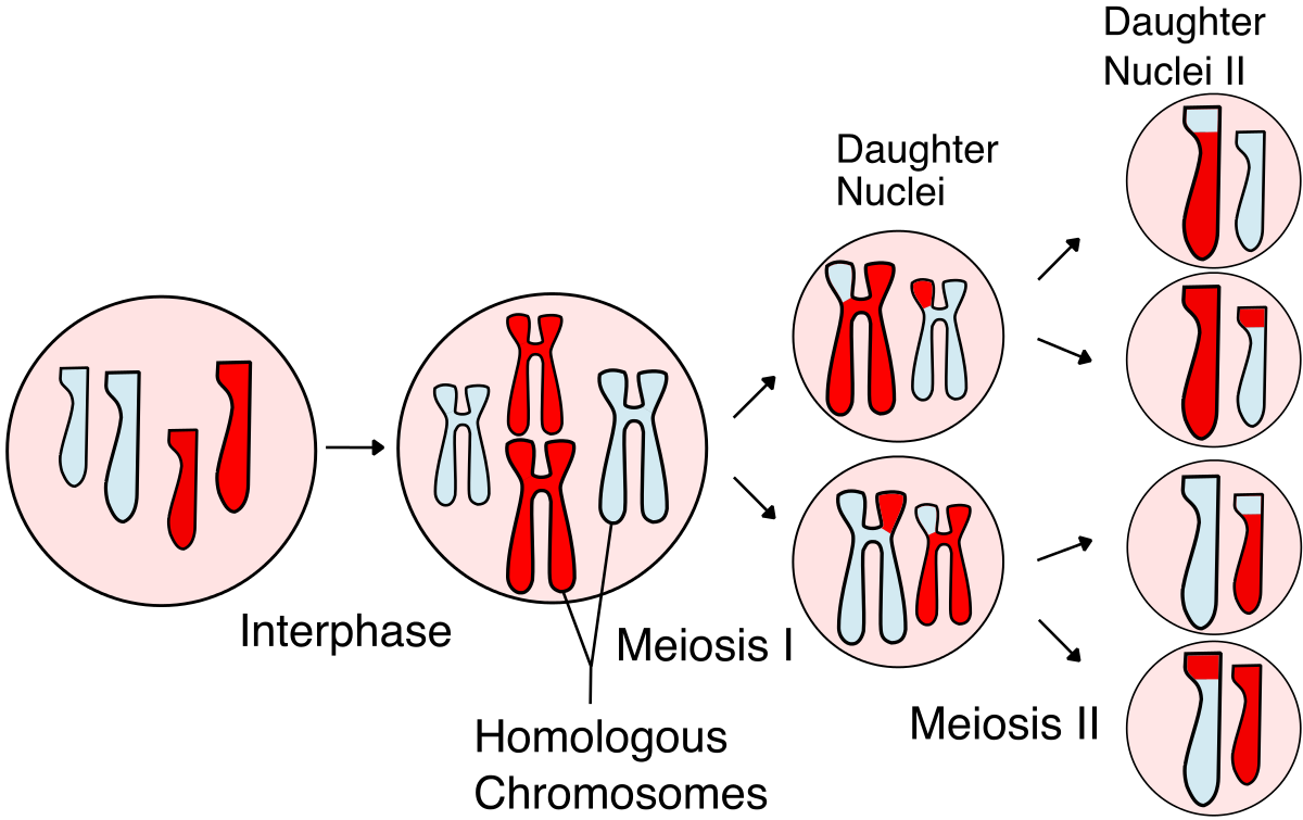 https://firebasestorage.googleapis.com/v0/b/fiveable-92889.appspot.com/o/images%2FMeiosis_Overview_new-I7i5QoA1gZea.png?alt=media&token=b5e0c3e8-09c1-4109-941d-30aca965e547