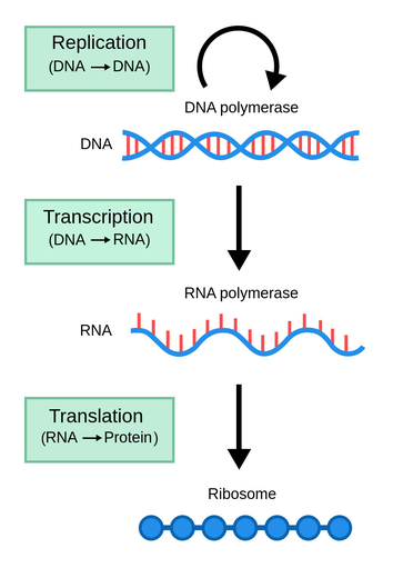 ap biology frq transcription and translation https://firebasestorage.googleapis.com/v0/b/fiveable-92889.appspot.com/o/images%2FPSL_DNAtoProtein.en-NenYg2wmDxx1.png?alt=media&token=8e90e19d-e31b-4e7f-9f8d-7a0a80e7153a