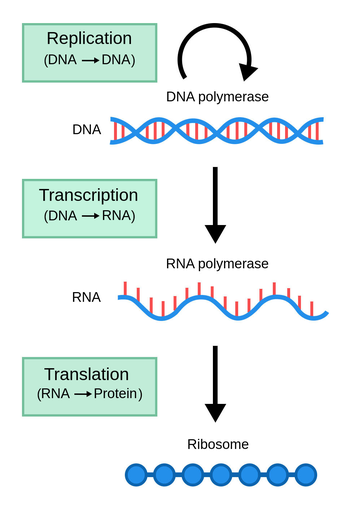 https://firebasestorage.googleapis.com/v0/b/fiveable-92889.appspot.com/o/images%2FPSL_DNAtoProtein.en-NenYg2wmDxx1.png?alt=media&token=8e90e19d-e31b-4e7f-9f8d-7a0a80e7153a