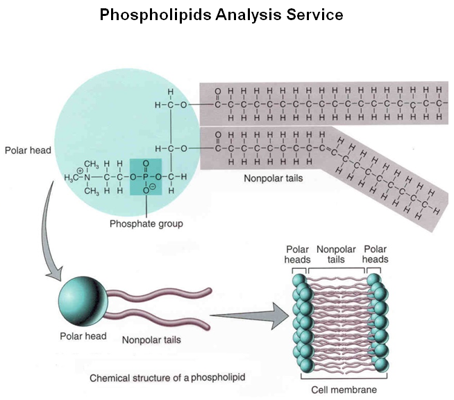 https://firebasestorage.googleapis.com/v0/b/fiveable-92889.appspot.com/o/images%2FPhospholipids-Analysis-Service.png?alt=media&token=ad3307d2-cea6-49b9-ab0a-3ceb30e079db