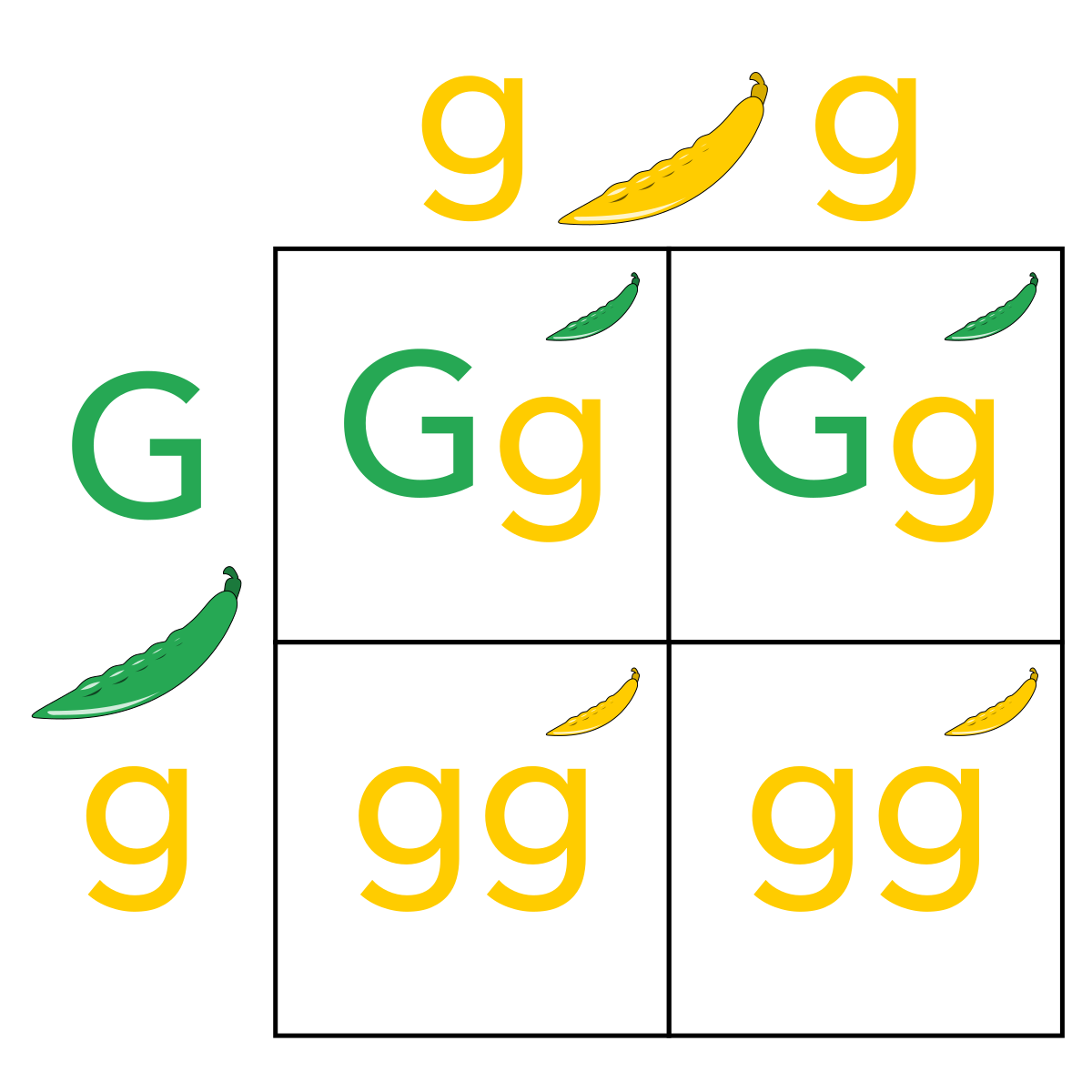 https://firebasestorage.googleapis.com/v0/b/fiveable-92889.appspot.com/o/images%2FPunnett_Square_(Green_Dominant)-1Nq7YrYJ2amN.png?alt=media&token=56f66971-0fd3-414d-a50f-90c6101d7352