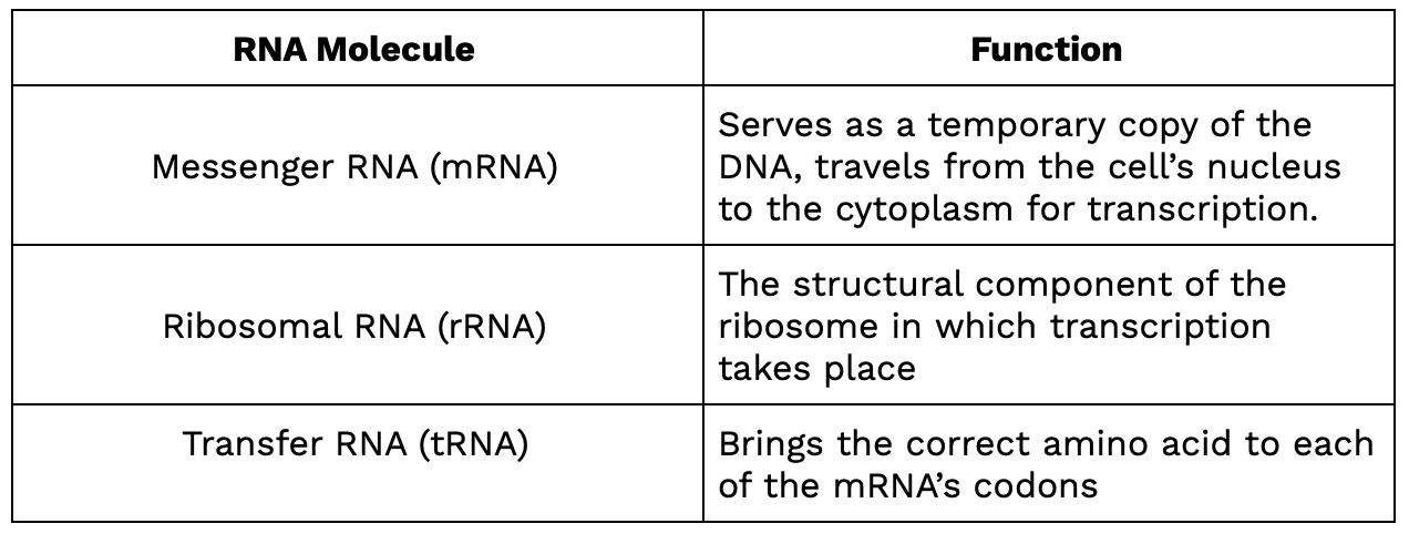 ap biology frq transcription and translation https://firebasestorage.googleapis.com/v0/b/fiveable-92889.appspot.com/o/images%2FScreen%20Shot%202020-04-02%20at%208.28.22%20PM.png?alt=media&token=cf0c9e38-4fce-4e7e-9b6e-159688677987
