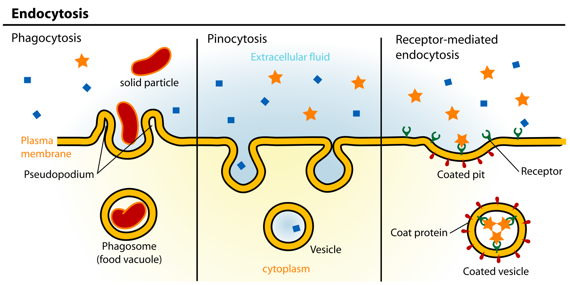 https://firebasestorage.googleapis.com/v0/b/fiveable-92889.appspot.com/o/images%2Fendocytosis.png?alt=media&token=519380d0-69be-4018-9296-5445ad6b5680