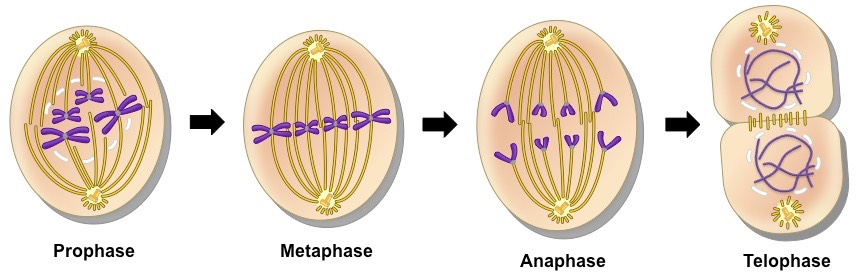 https://firebasestorage.googleapis.com/v0/b/fiveable-92889.appspot.com/o/images%2Fmitosis-3_med.jpg?alt=media&token=b44b2195-96a4-4112-876c-5b7bb0ef4dc4