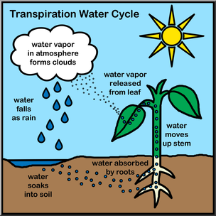 https://firebasestorage.googleapis.com/v0/b/fiveable-92889.appspot.com/o/images%2Ftranspiration_water_cycle_rgb_p.png?alt=media&token=a090b121-e095-474a-8c29-c68fe48cde24