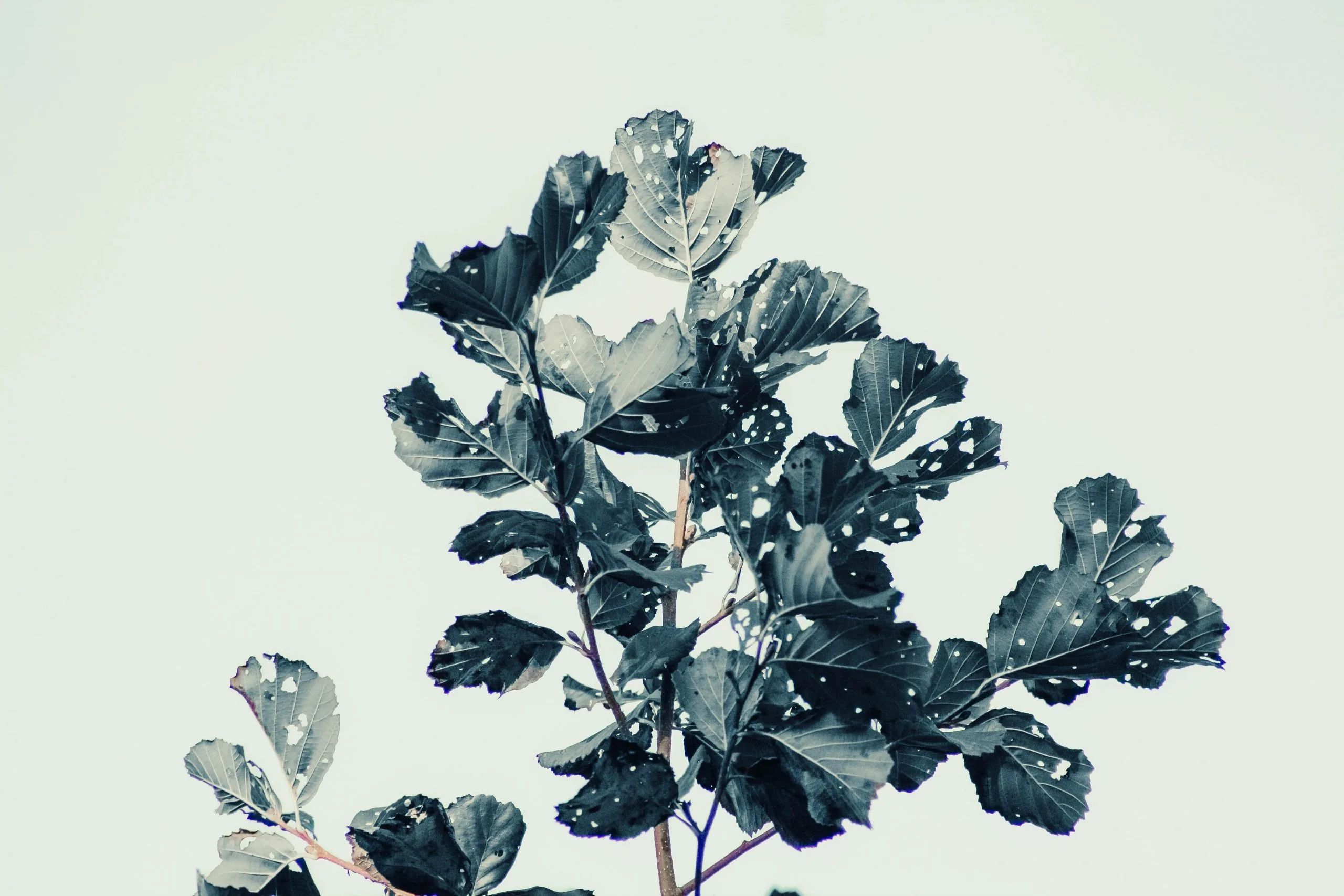 Article cover image