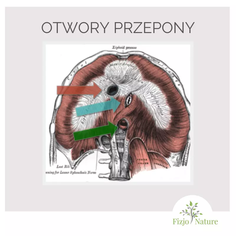 Co przebija przeponę?