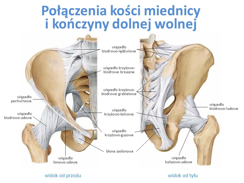 Więzadło biodrowo-lędźwiowe jakie daje objawy?