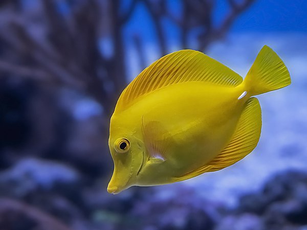 Common Aquarium Fish flashcards